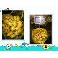 Wholesale bio gingembre frais